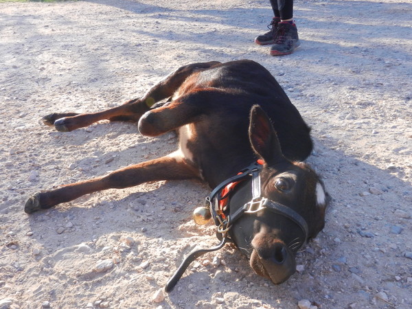 MARGUERITE JOLI COEUR