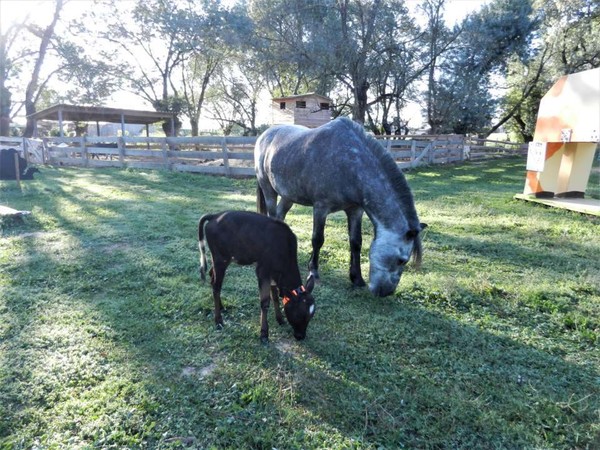 MARGUERITE JOLI COEUR